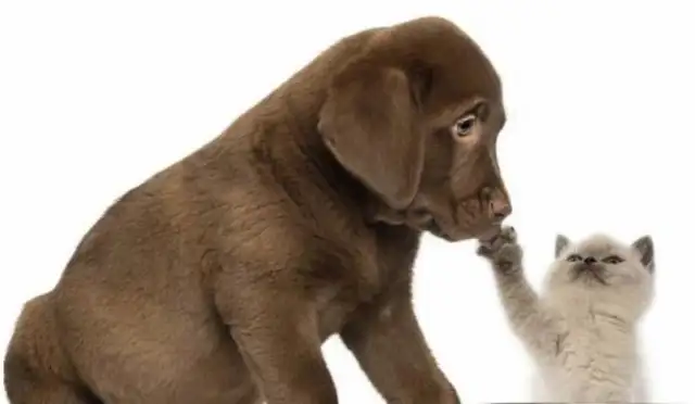 Why does Cats and Dogs always win? Netizen: 'Cause dogs win, cats die