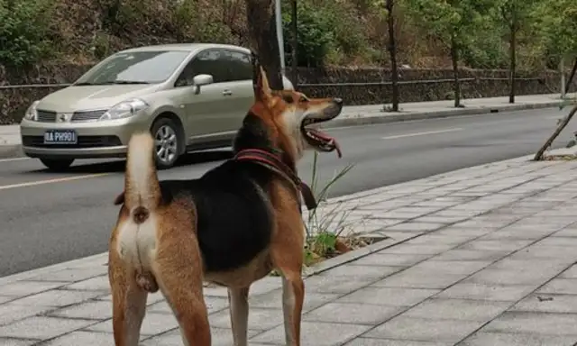 The dog saw a lot of people ruining the woods, and it caught up with him, and it didn't catch him
