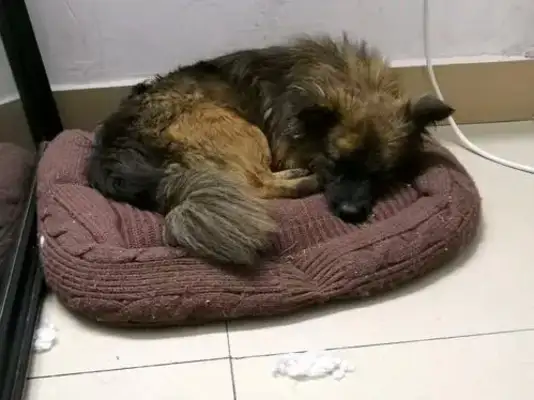 A stray dog is a "breath root" after being rescued by a doctor: a little angel