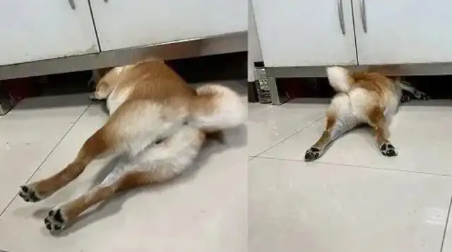 The owner of the dog was embarrassed! The dog's clothes were mistaken for the lingerie