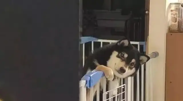 The dog waits for the master to come home late in the night