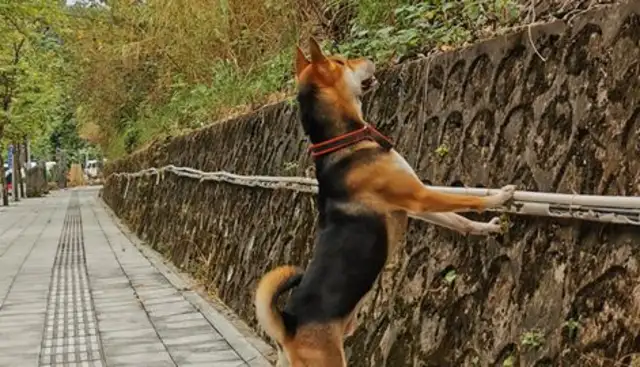 The dog saw a lot of people ruining the woods, and it caught up with him, and it didn't catch him