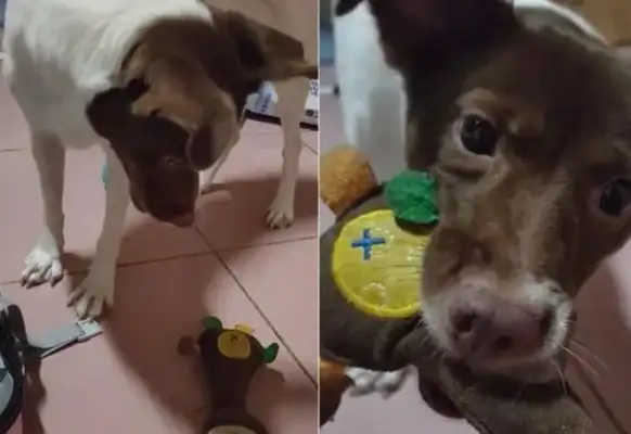 The owner combed the suitcase, the dog put his favorite toy in the box, and kept it up six times: It's still going