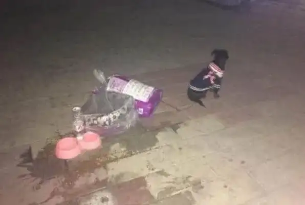 Every abandoned cat and dog is waiting in despair and fear