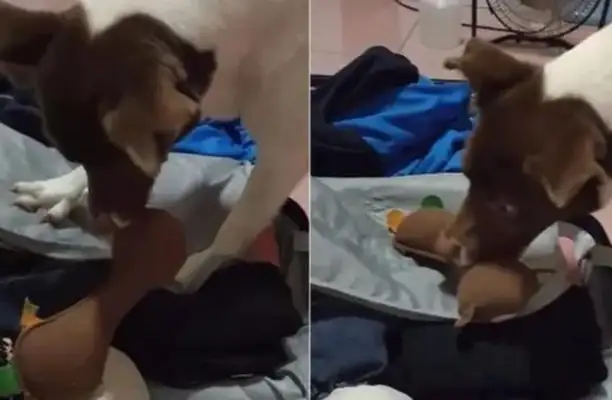 The owner combed the suitcase, the dog put his favorite toy in the box, and kept it up six times: It's still going