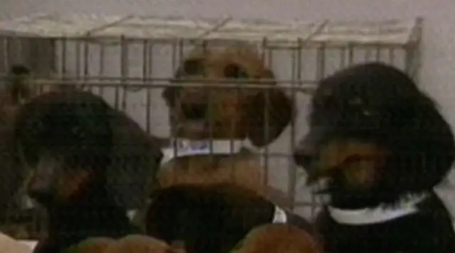 Curious about what cats and dogs are doing at home