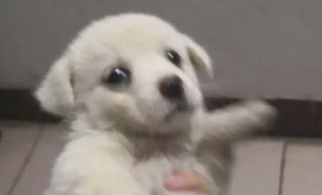 After feeding a stray dog to order food, the dog couldn't make it. Full Noodles