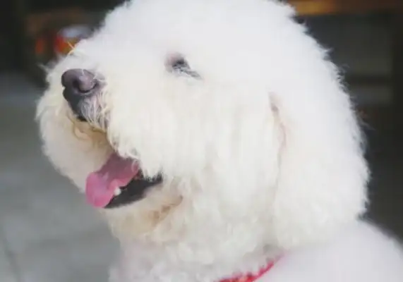 There's a magic puppy on the Nine Rivers