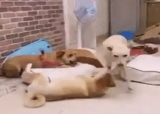 The dog broke the couch every day, and the master was angry: "Throw the couch and see how you wave!"