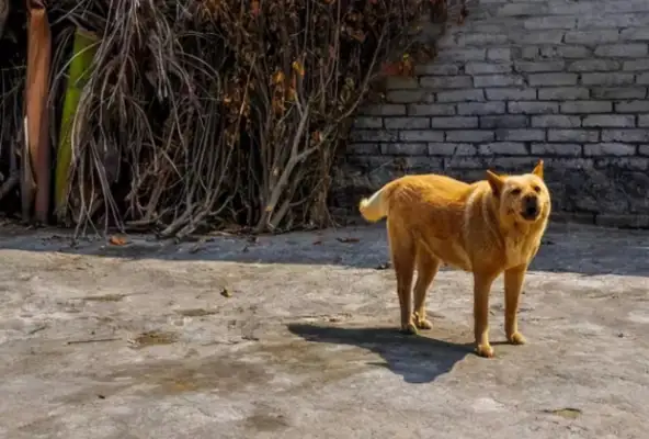 The 15 words on the dog's card moved people to cry and the guards gave up driving the dog