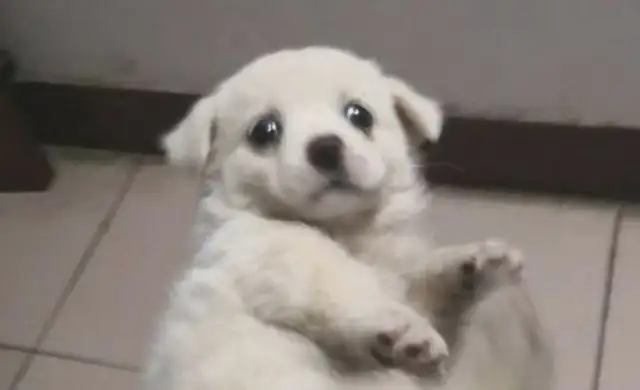 After feeding a stray dog to order food, the dog couldn't make it. Full Noodles