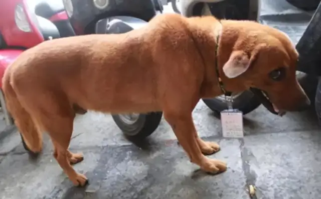 The 15 words on the dog's card moved people to cry and the guards gave up driving the dog