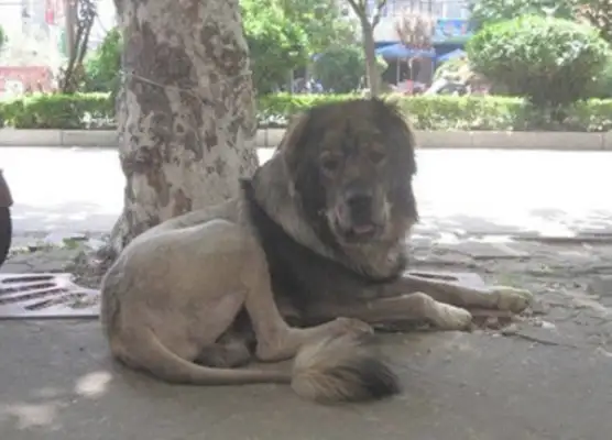 The master did a new look design for the dog. It's got a very high suction rate. High