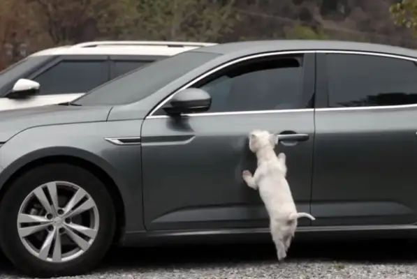 There's no one who's willing to take a stray dog for 10 kilometers. It's..