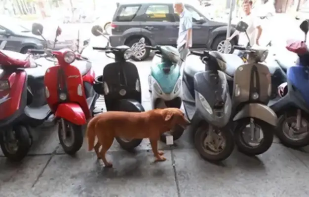 The 15 words on the dog's card moved people to cry and the guards gave up driving the dog