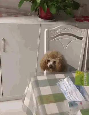 The owner adopted the stray dog, and Samamo was angry with the owner