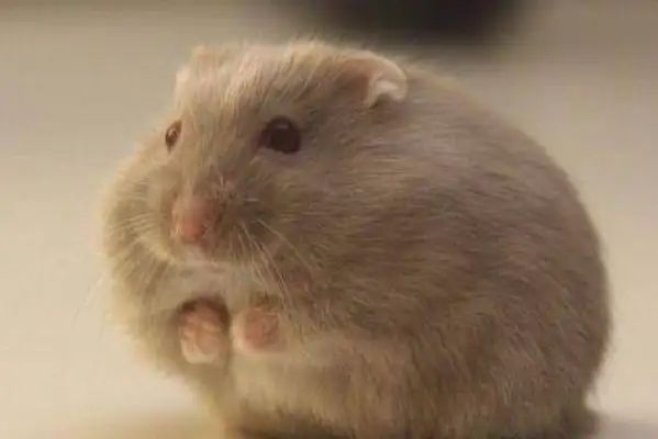 What if the hamster bites the blood? Look at the general solution