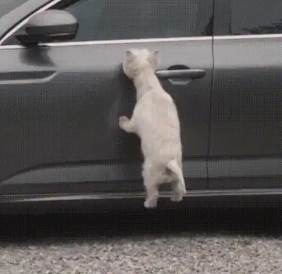 There's no one who's willing to take a stray dog for 10 kilometers. It's..