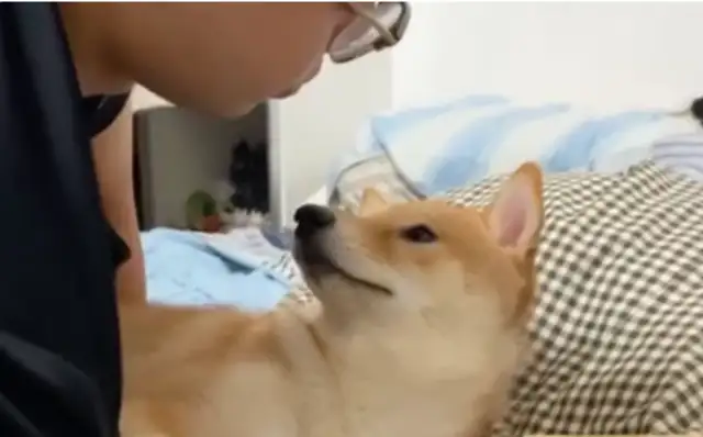 Facing the master's big kisses, the dog has no love in his face