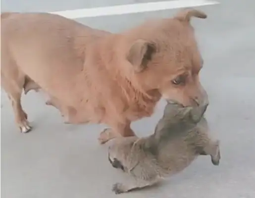 The puppy snuck out to play, and when she met him, she grabbed his leg and ran to his house