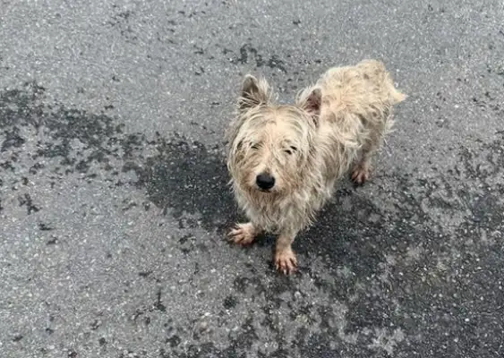 There's no one who's willing to take a stray dog for 10 kilometers. It's..
