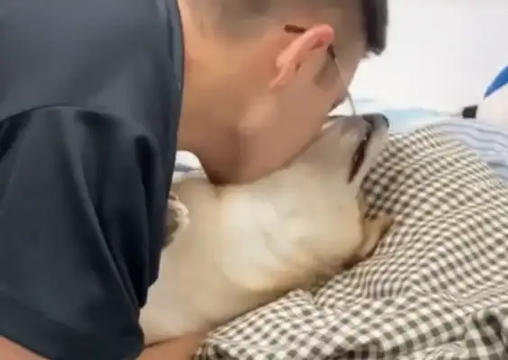 Facing the master's big kisses, the dog has no love in his face