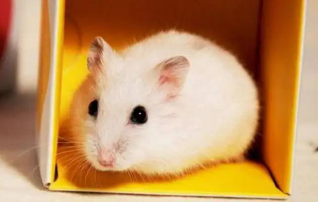 What if the hamster bites the blood? Look at the general solution