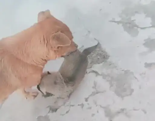 The puppy snuck out to play, and when she met him, she grabbed his leg and ran to his house