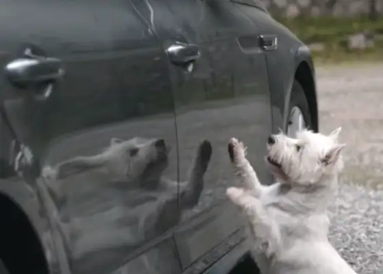 There's no one who's willing to take a stray dog for 10 kilometers. It's..