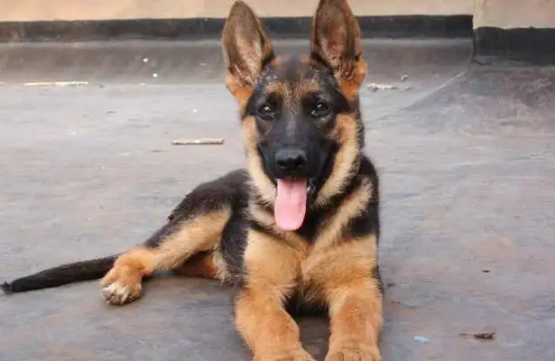 The most common pet dog ranking, the last is good, but the first is afraid