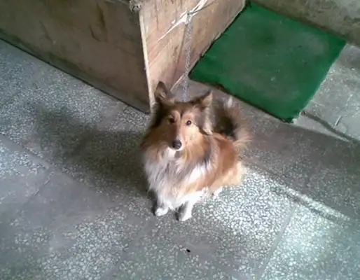 A man who stole $28,000 worth of pet dogs from his friends to pay off his beer