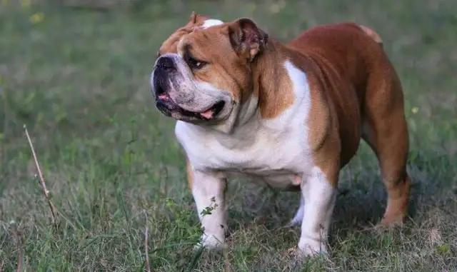 The most common pet dog ranking, the last is good, but the first is afraid