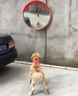 When the dog sees the wall, he's scared to death