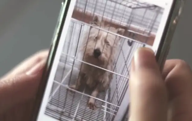 There's no one who's willing to take a stray dog for 10 kilometers. It's..