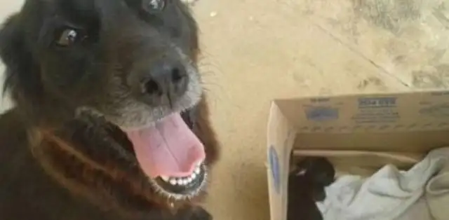 The dog found an abandoned milk dog by the trash can