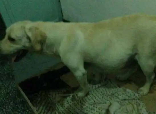 The dog knocked late at night. She was angry. She broke down the next day