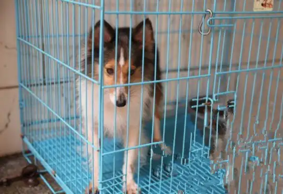 A man who stole $28,000 worth of pet dogs from his friends to pay off his beer