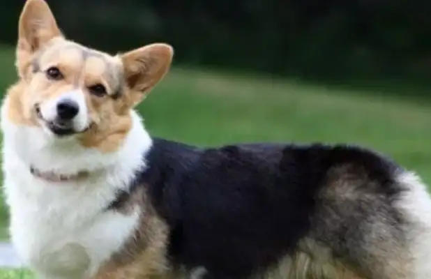 Is the dog really that good? I've come to tell you that five questions should be considered before we have a dog