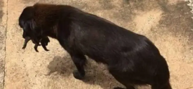 The dog found an abandoned milk dog by the trash can
