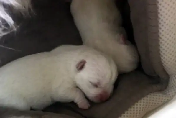 There's no one who's willing to take a stray dog for 10 kilometers. It's..