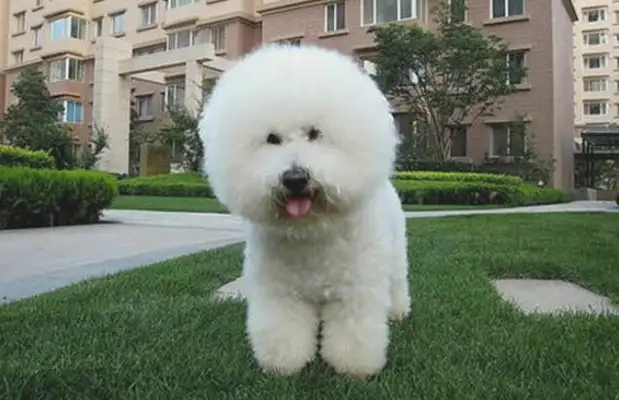 A real dog or a fake dog? It's different than a bear hair