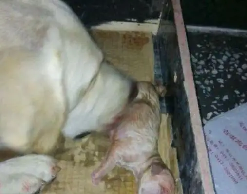 The dog knocked late at night. She was angry. She broke down the next day