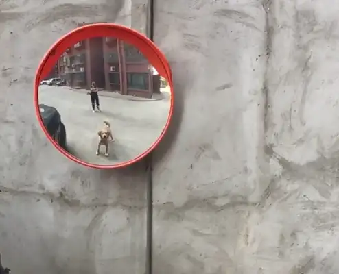 When the dog sees the wall, he's scared to death