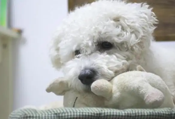 A real dog or a fake dog? It's different than a bear hair