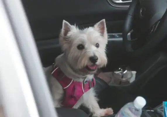 There's no one who's willing to take a stray dog for 10 kilometers. It's..