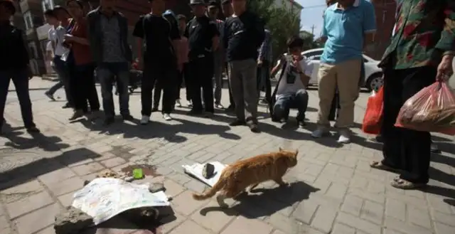 Cats are so flexible, why are more cats than dogs on the road