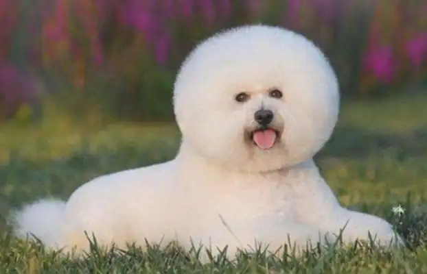 A real dog or a fake dog? It's different than a bear hair