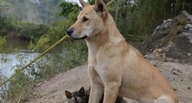 Even though the masters like to treat an alien dog as a pet, only a field dog knows how to appreciate and repay