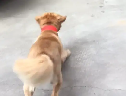 When the dog sees the wall, he's scared to death
