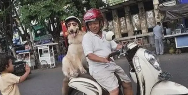 The dog jumps in the back seat of the motorcycle, the dog buys the food, the dog wears a helmet and everybody goes crazy